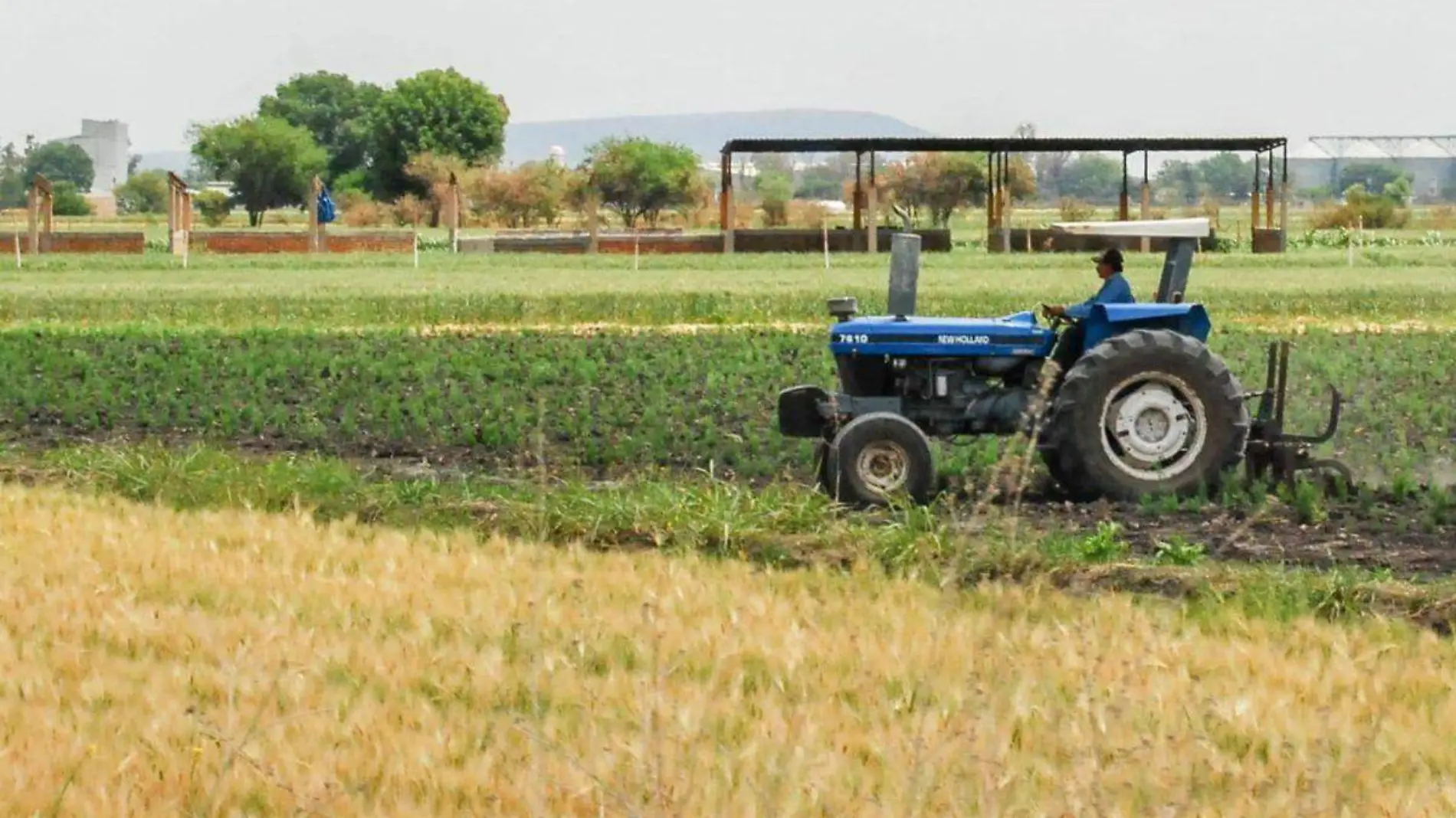 campos de trigo